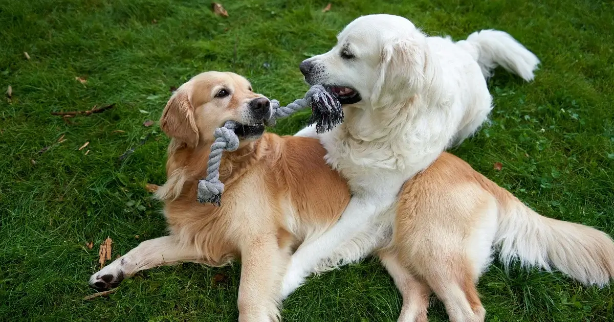 Two dogs doing a tug of war.